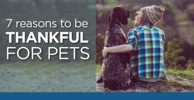 Seven Reasons to be thankful for Pets