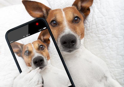 Pet Photograph Do's and Don'ts